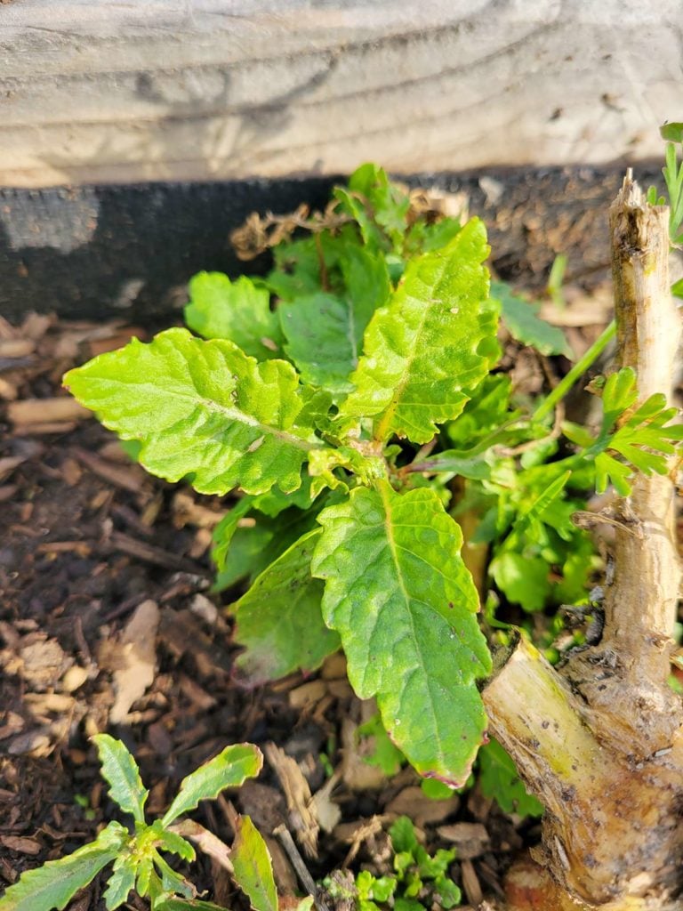 Epazote: Mexico's Mystery Herb - How to Cook Epazote | Hank Shaw