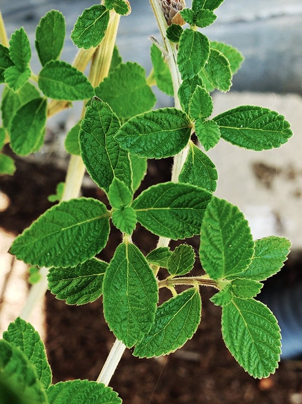 Close up of pitiona leaves. 