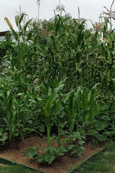 A patch of growing corn, beans and squash.
