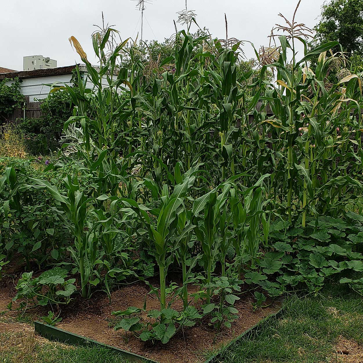 A patch of growing corn, beans and squash. 