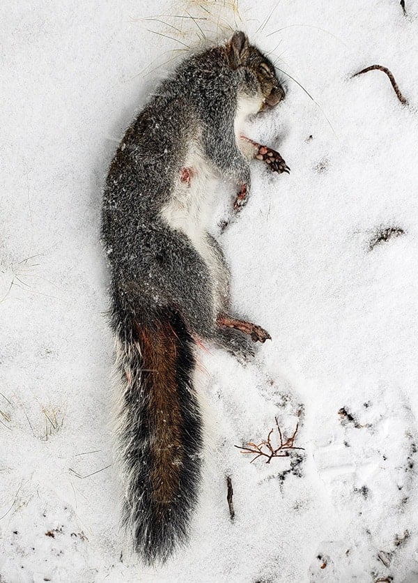 Arizona gray squirrel