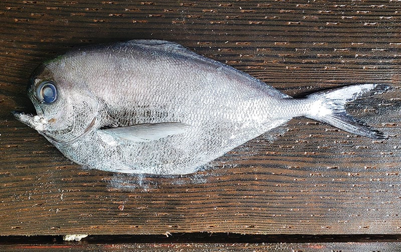 Pacific pomfret uncooked