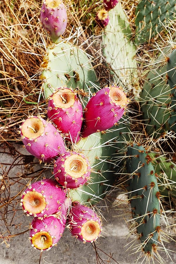 prickly pears with fruit