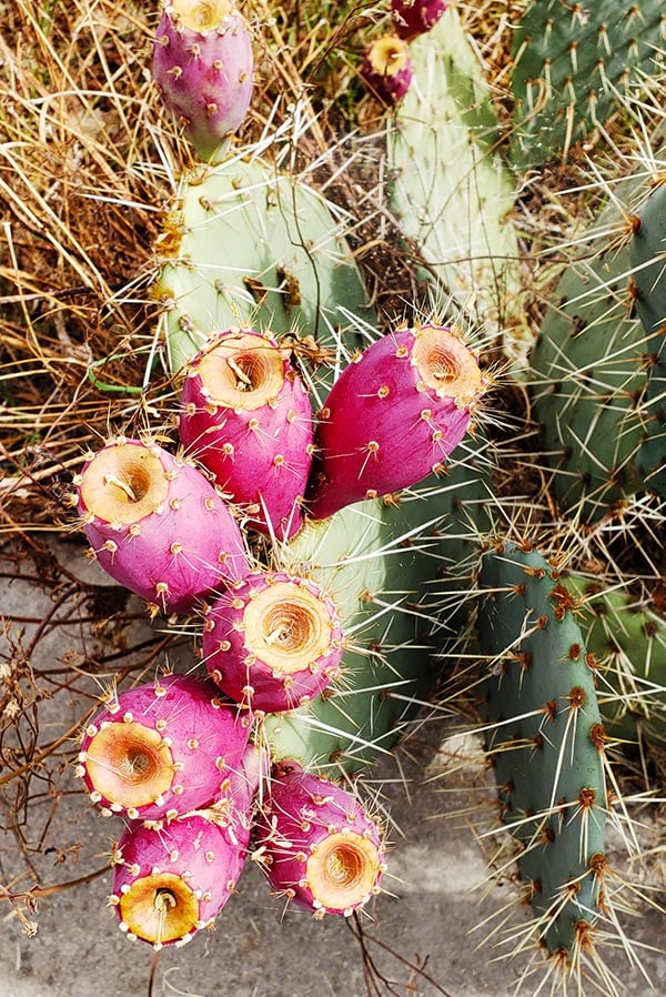 Prickly Pear Juice Recipe Agua De Tuna Hank Shaw