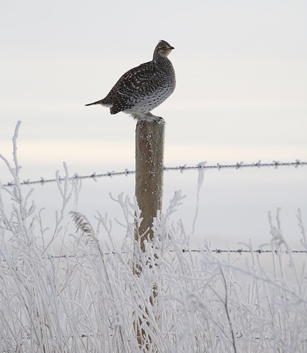 Sharp-tailed grouse in the snow