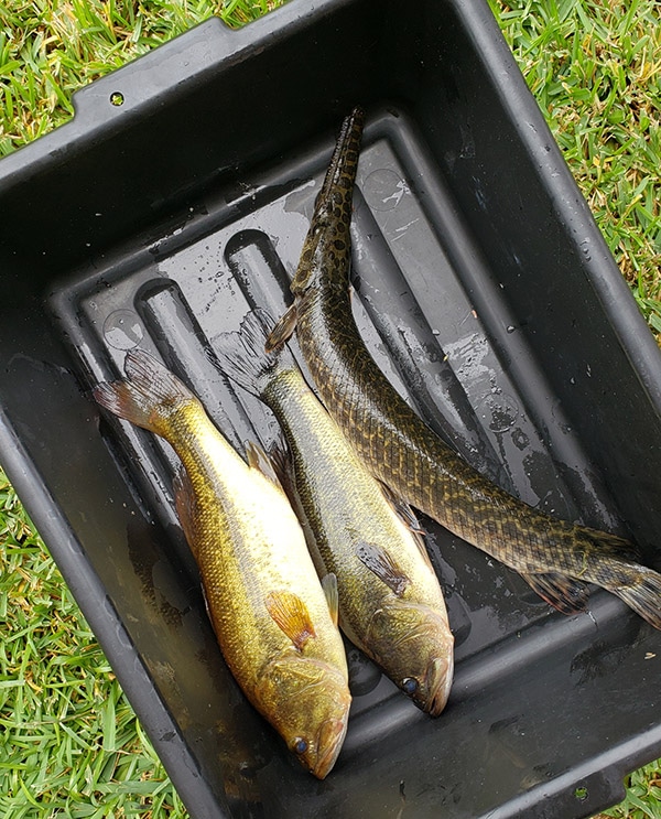 Two bass and a gar, freshly caught