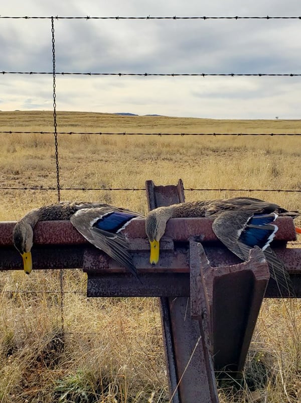 Mexican ducks on the Mexican border