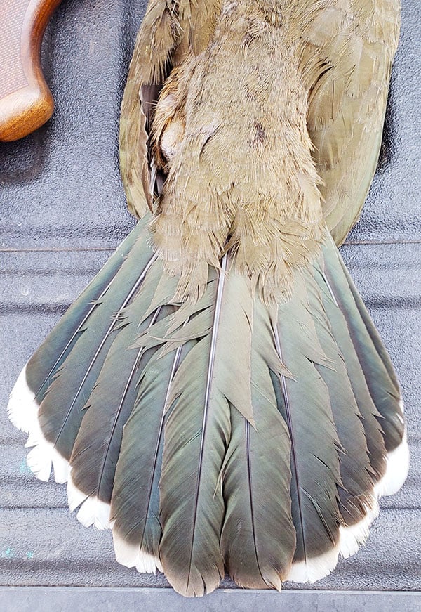 chachalaca tail feathers