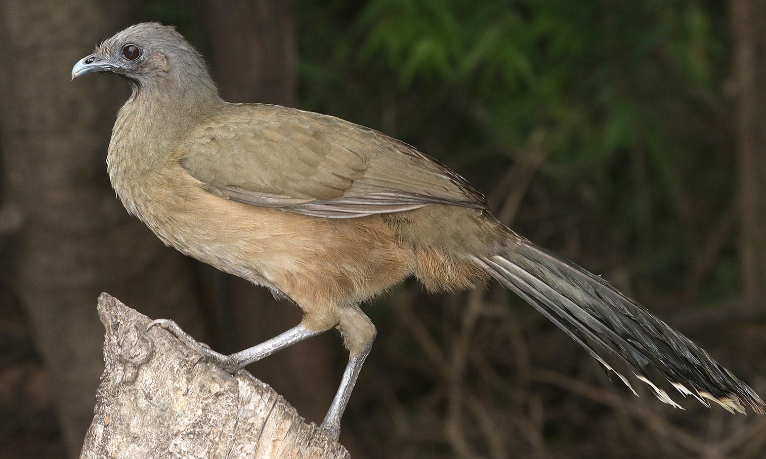 A plain chachalaca on a branch. 