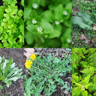 A photo collage of edible garden weeds.