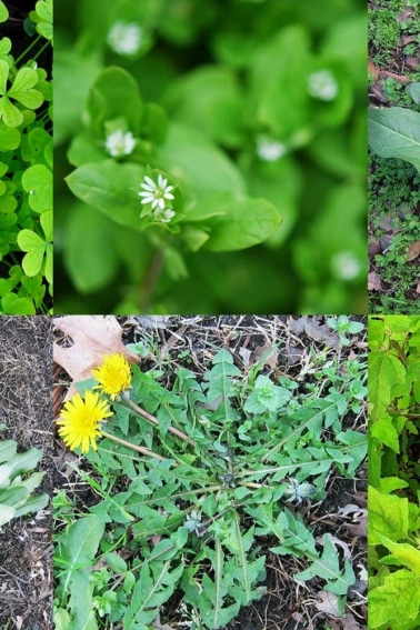 A photo collage of edible garden weeds.