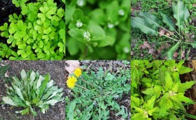 A photo collage of edible garden weeds.