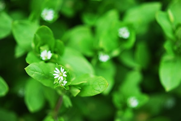 Close up of chickweed. 