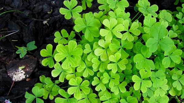 Wood sorrel growing in my yard. 