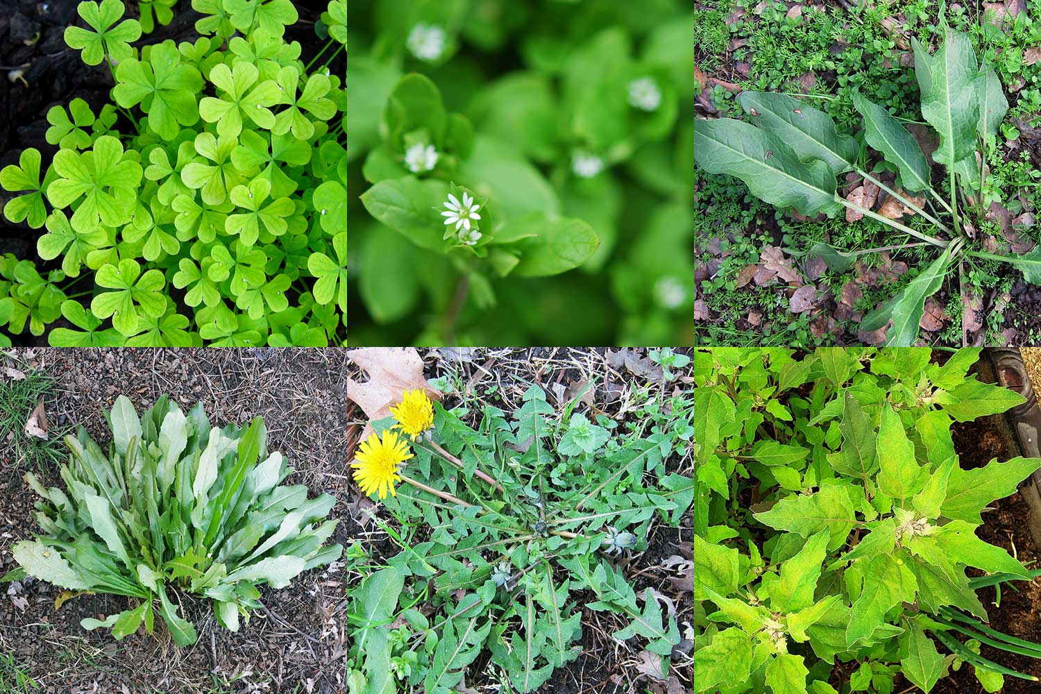 A photo collage of edible garden weeds. 