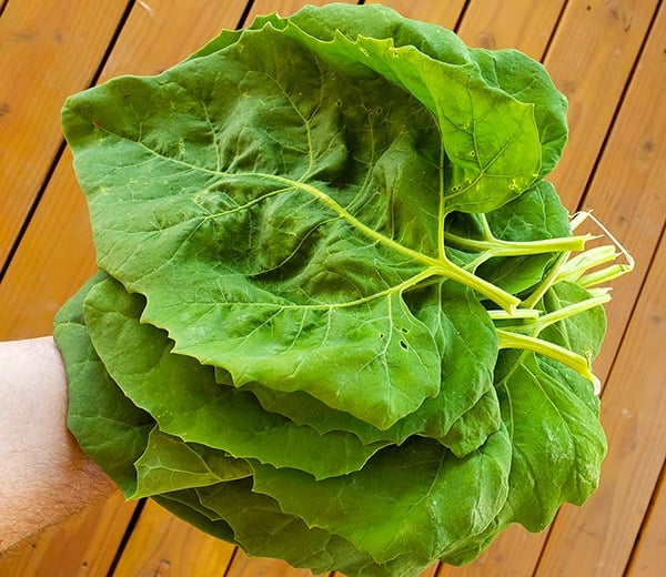 Hank Shaw showing how large the leaves of chamisal quelites are. 