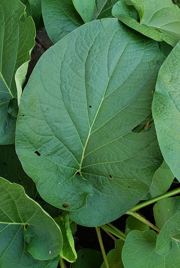 Leaves of hoja santa. 