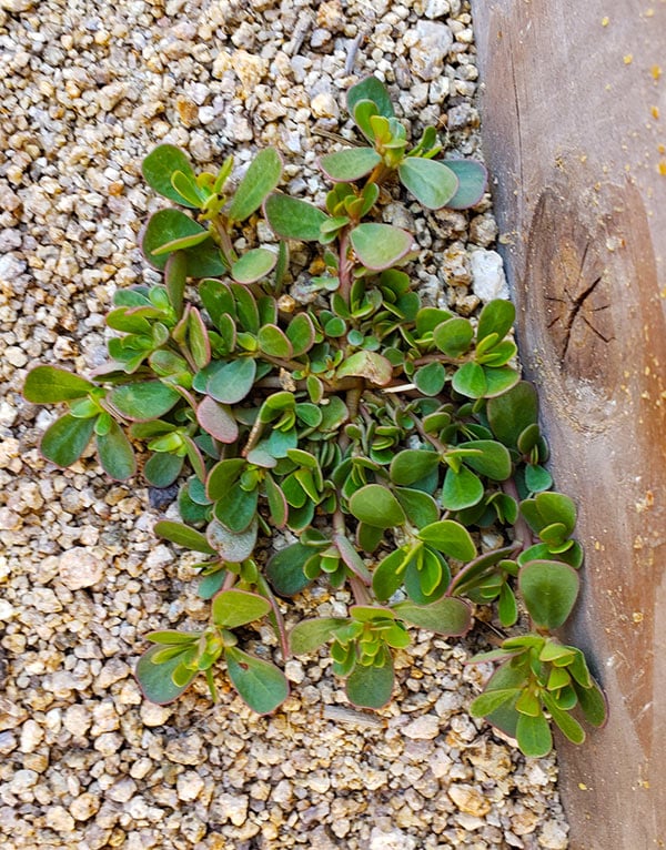 Wild purslane vokser i hagen min.