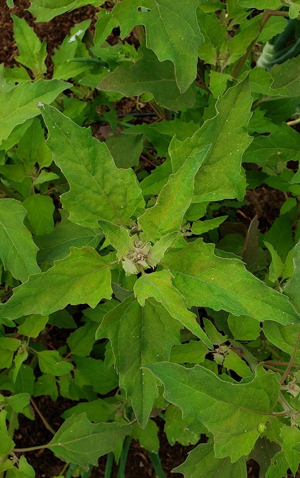 Close up of lambsquarters. 