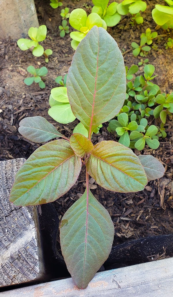 A young amaranth plant. 