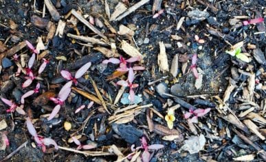 Amaranth seedlings in the garden.