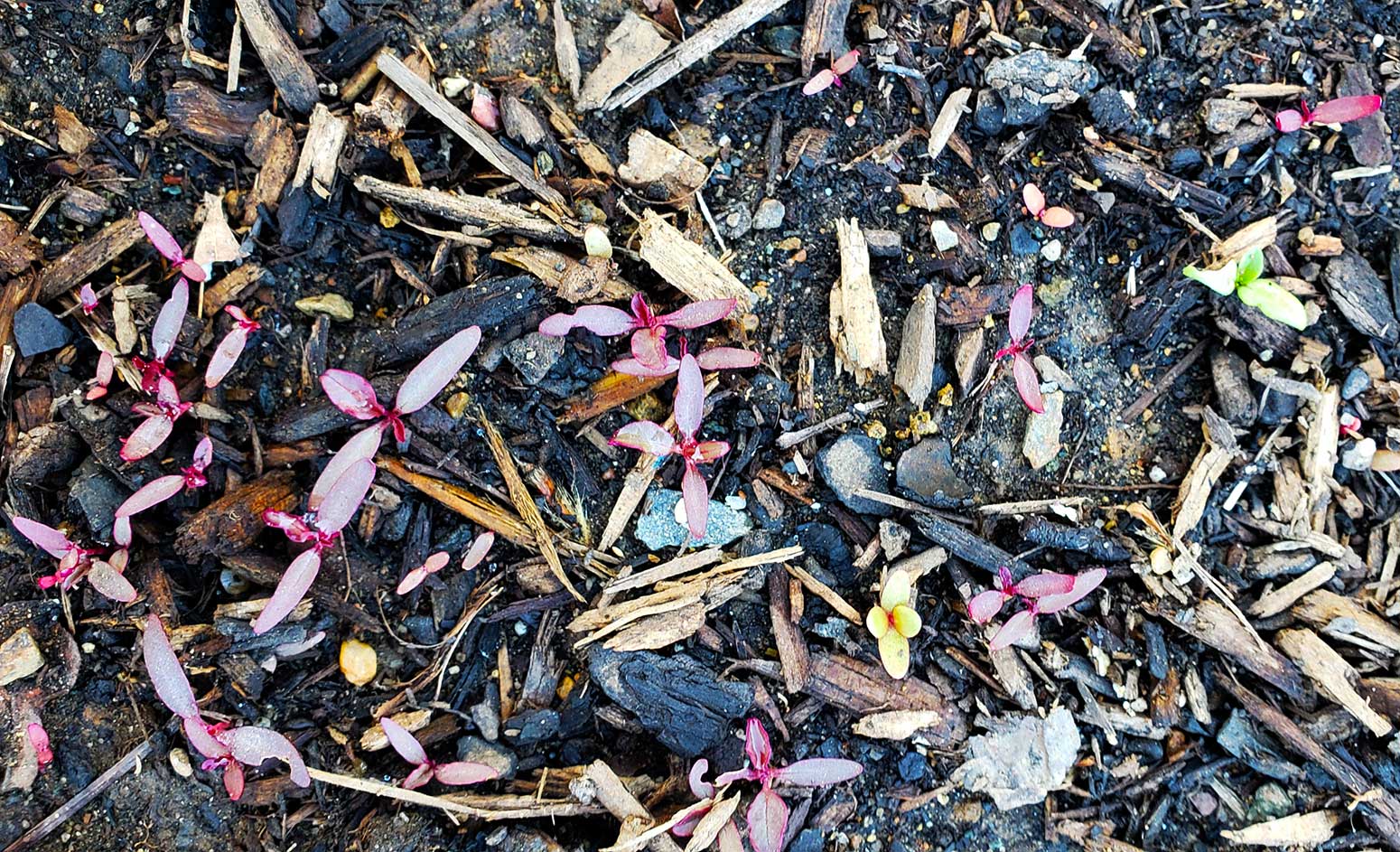 Amaranth seedlings in the garden. 