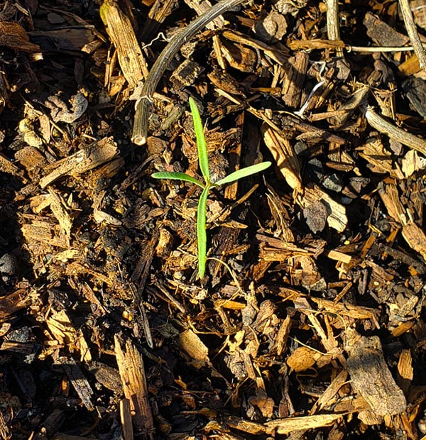 volunteer pipicha, a Mexican herb