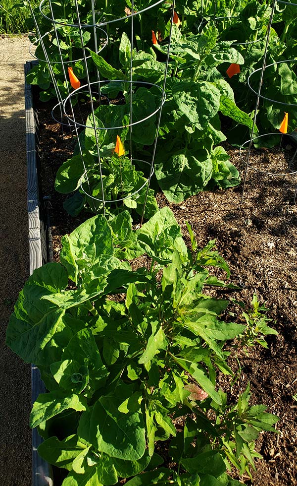 volunteer plants in my garden