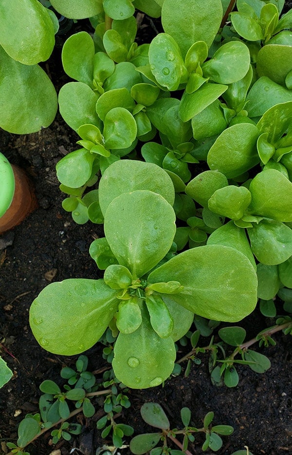 Variété domestique de pourpier dans le jardin.