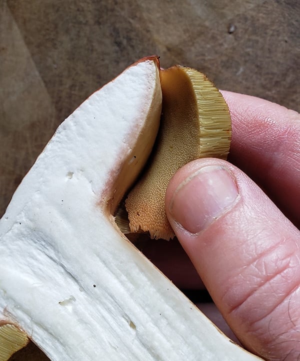 Removing the \"sponge\" from porcini mushrooms. 