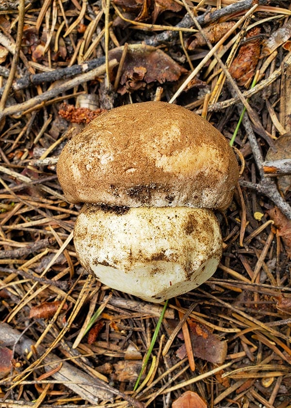 A perfect Boletus rex-veris