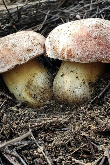 two perfect porcini mushrooms