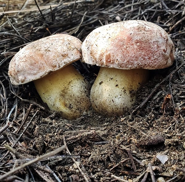 two perfect porcini mushrooms