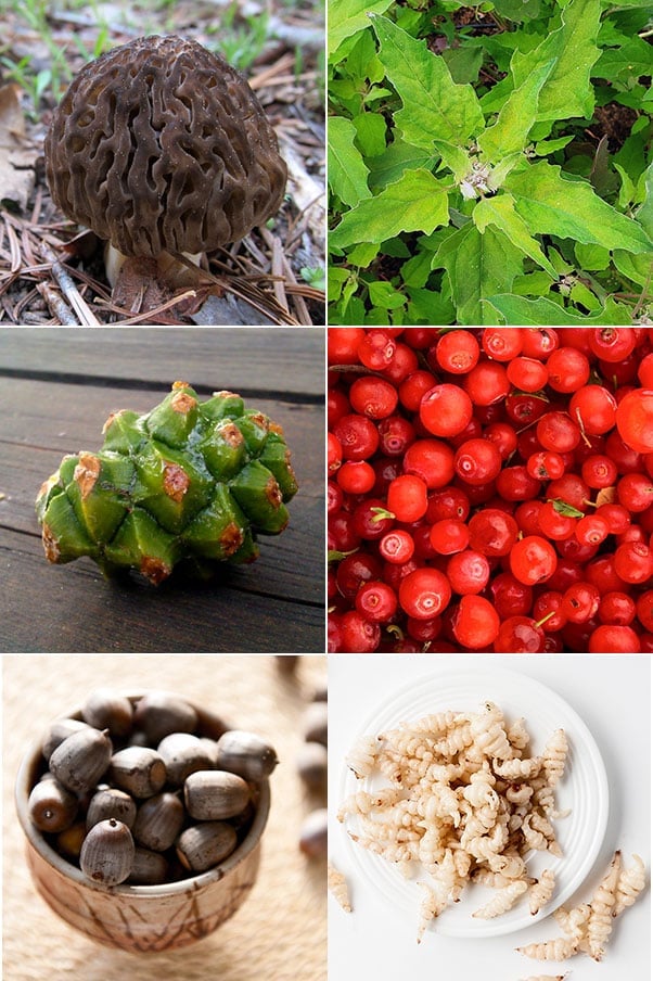 Collage of edible wild plants and mushrooms