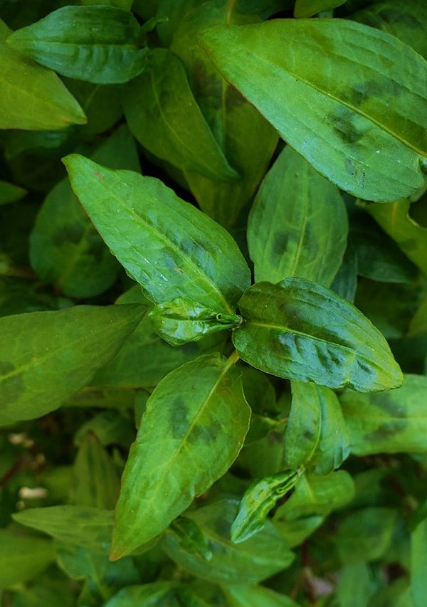 closeup of rau ram leaves