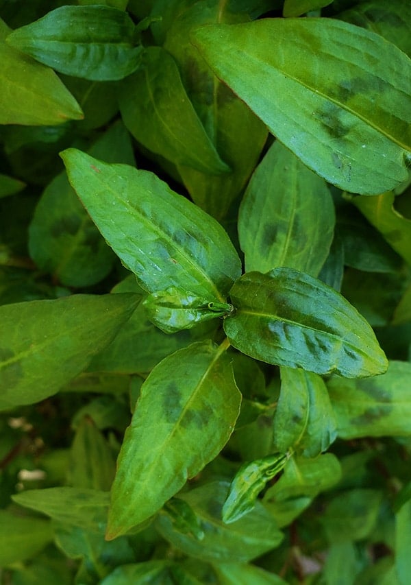 besked trompet blæse hul Growing and Cooking Rau Ram, a Cilantro Substitute | Hank Shaw