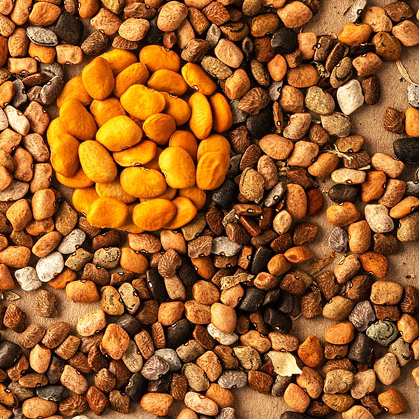 orange tepary beans with wild ones