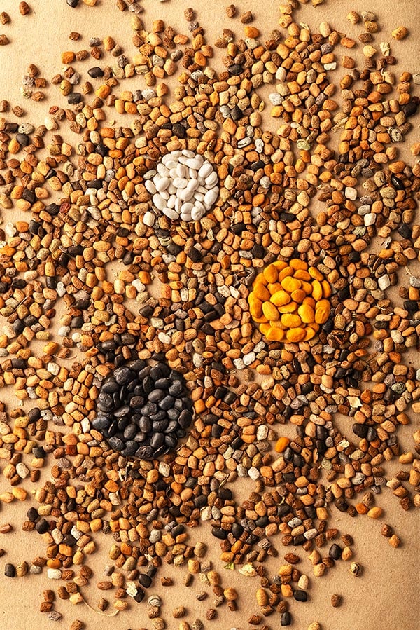 An assortment of wild and domesticated tepary beans