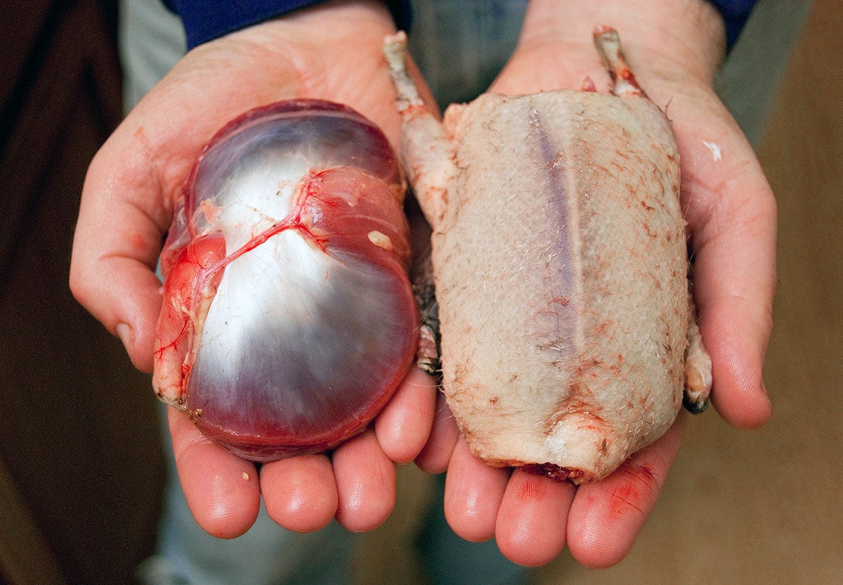 A goose gizzard next to a plucked hen teal. 