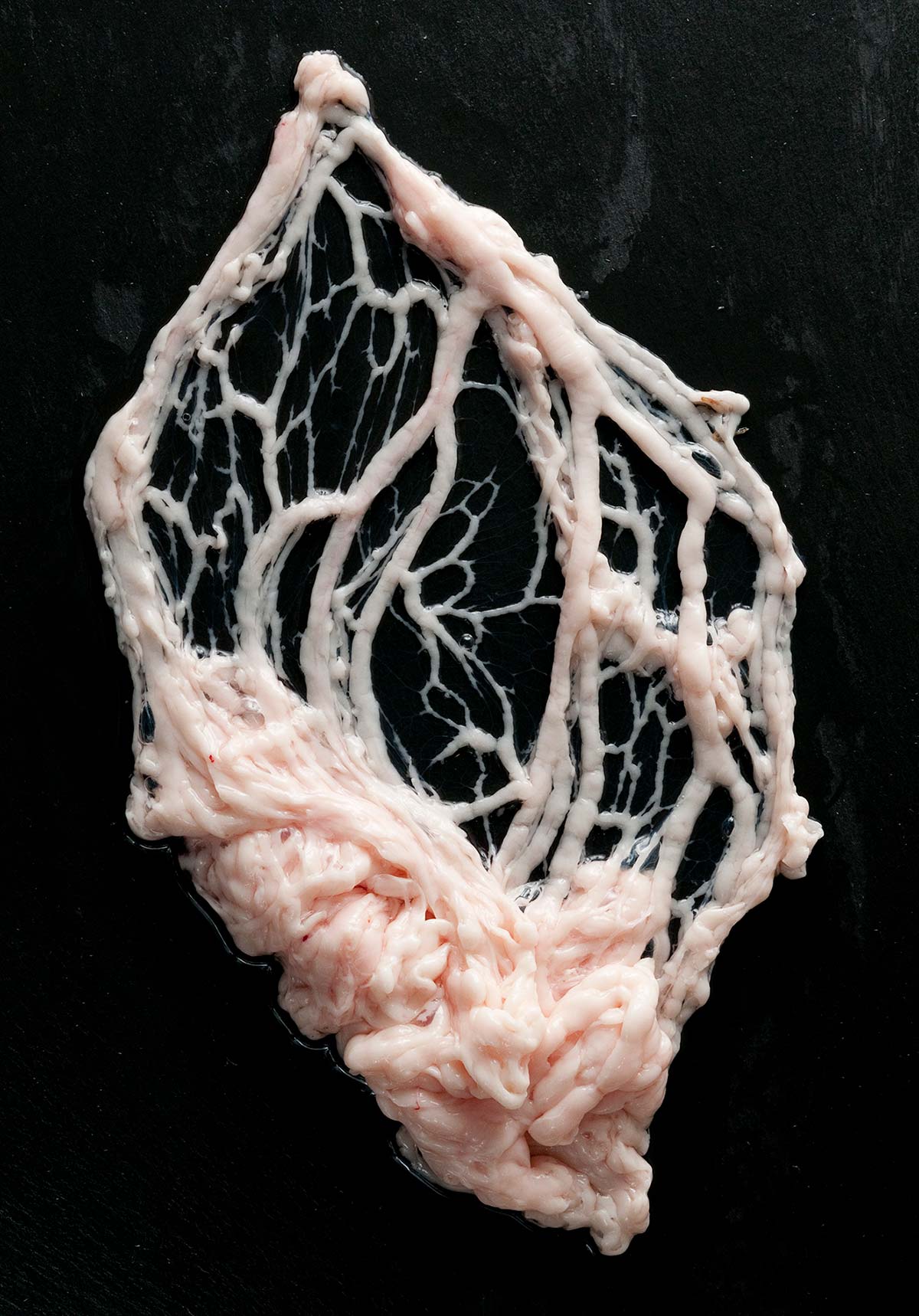 Artistic image of caul fat on a black background