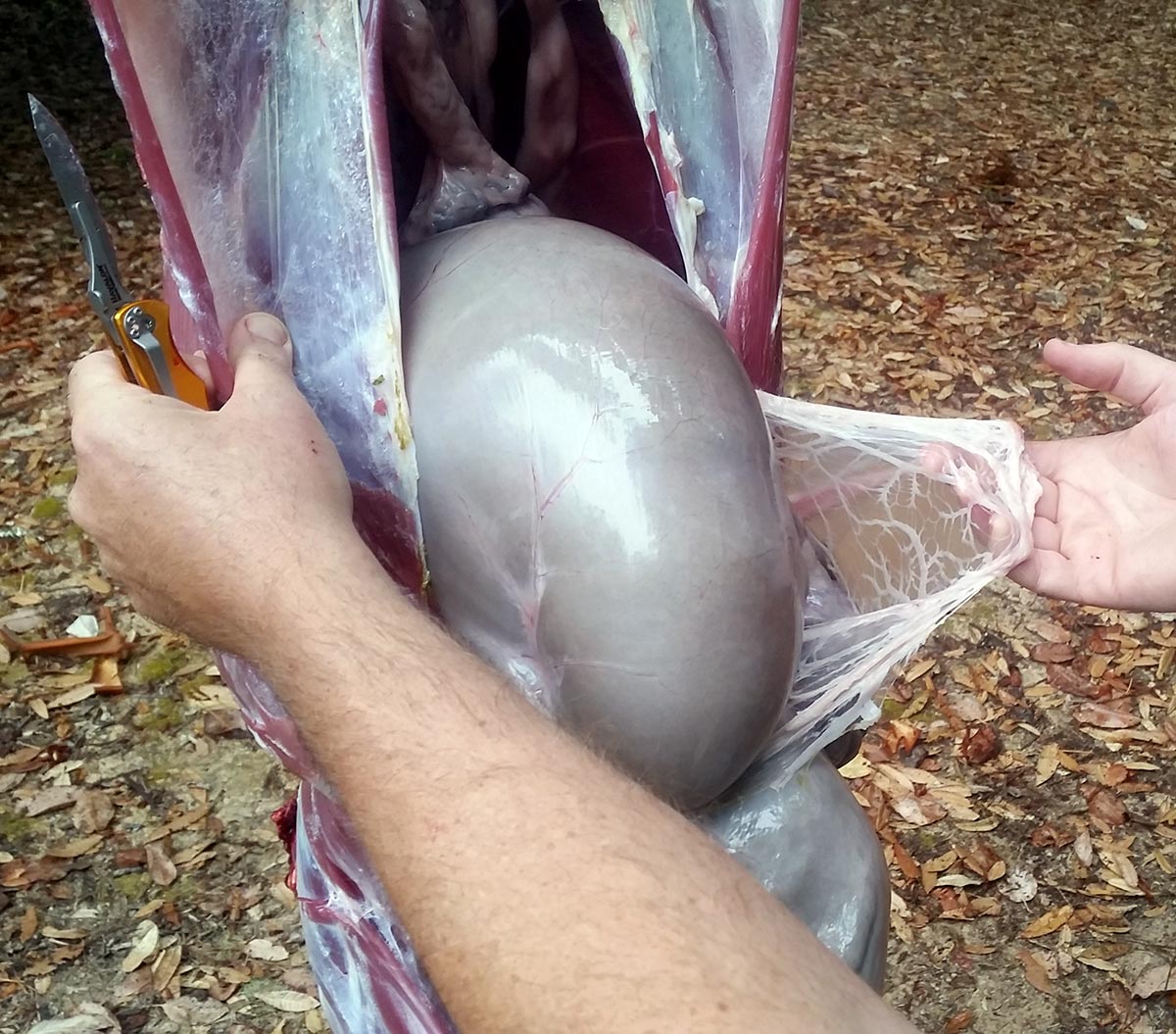 removing caul fat from a deer