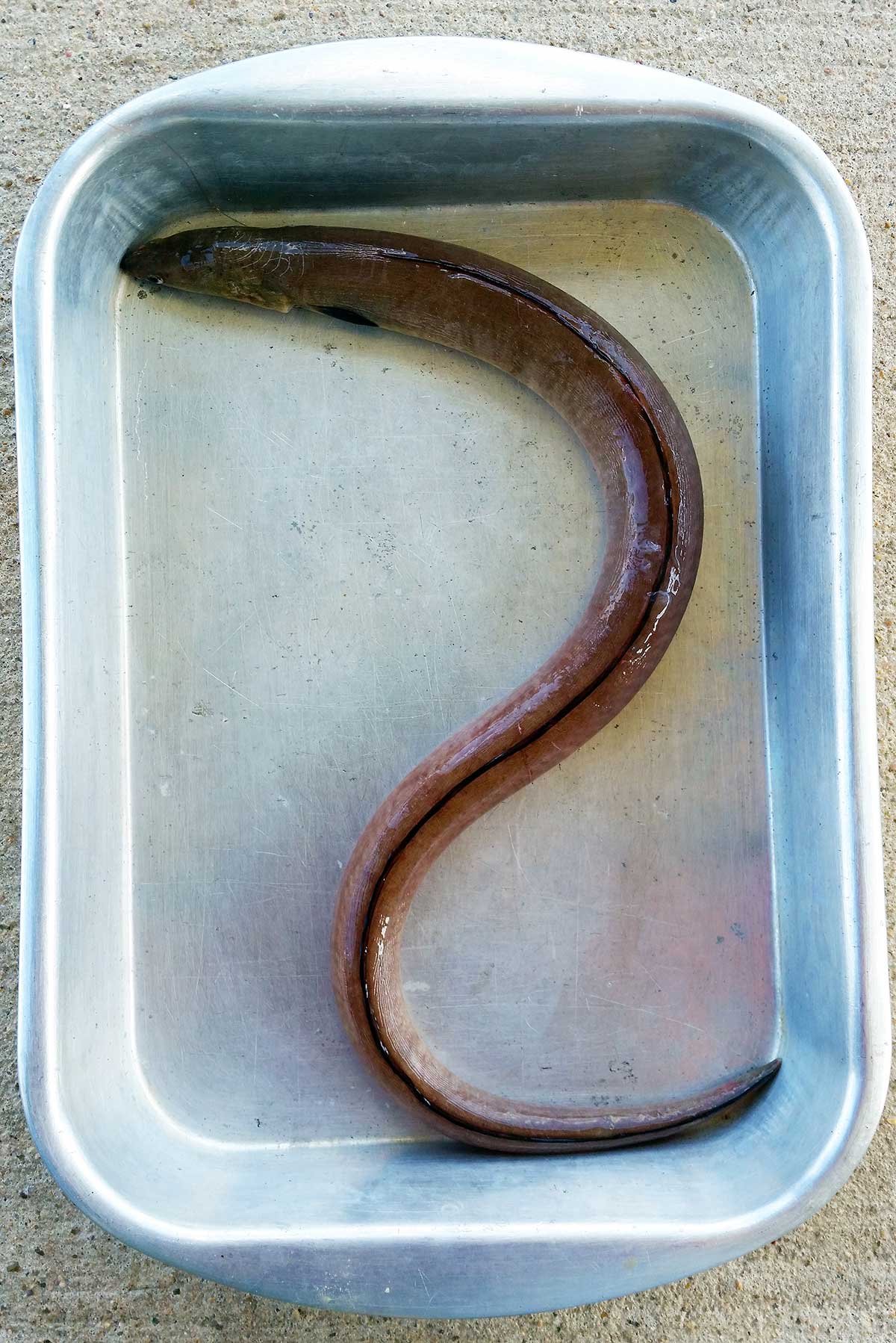 An eel in a pan
