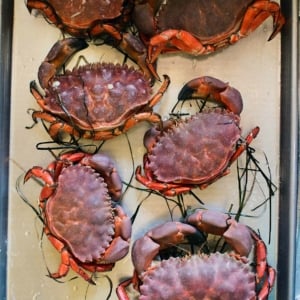 A tray of cooked crabs