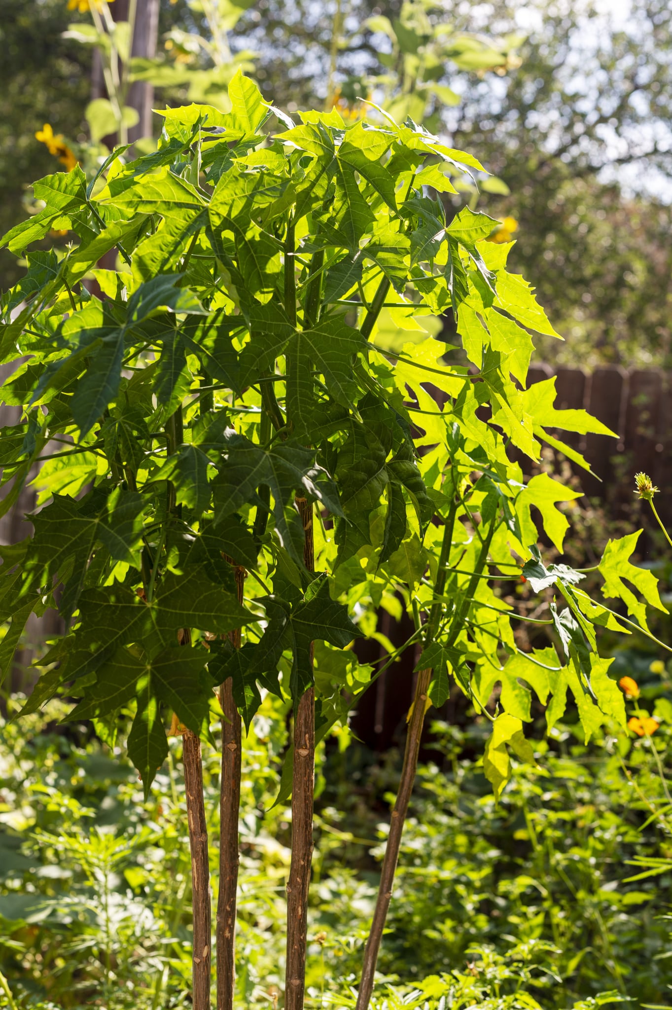 How to Grow Chaya, or 'Tree Spinach', plus Chaya Tamales Recipe