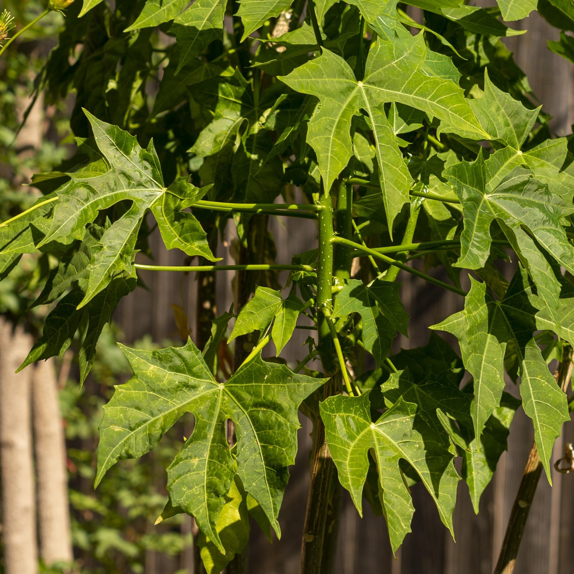 Closeup showing chaya leaf shape