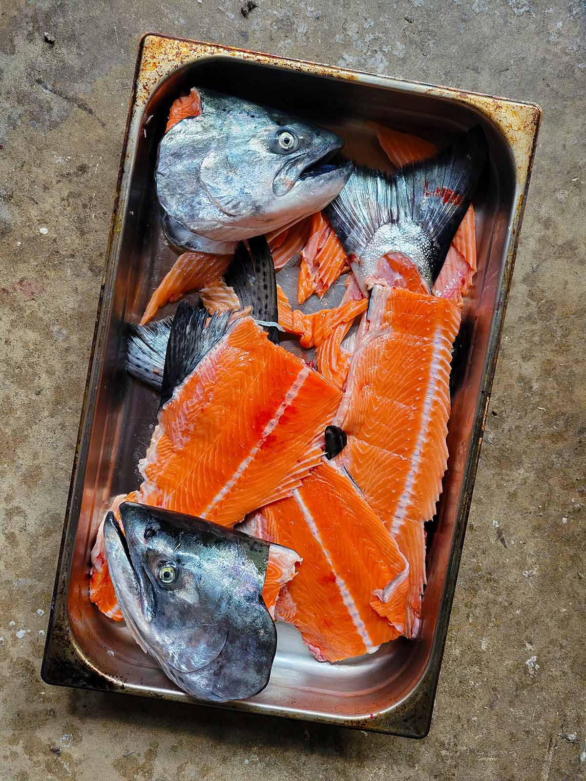 heads and bones for salmon stock