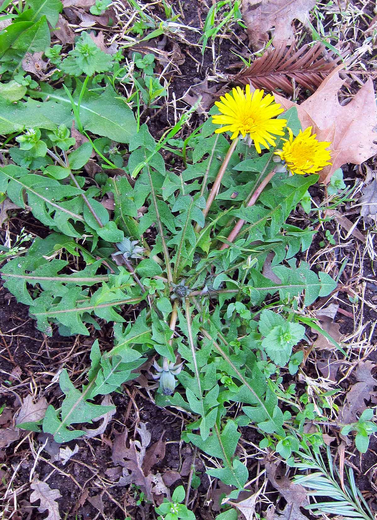 wild dandelion greens