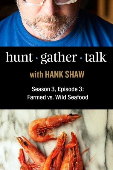 Podcast episode art with shrimp