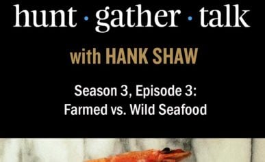 Podcast episode art with shrimp
