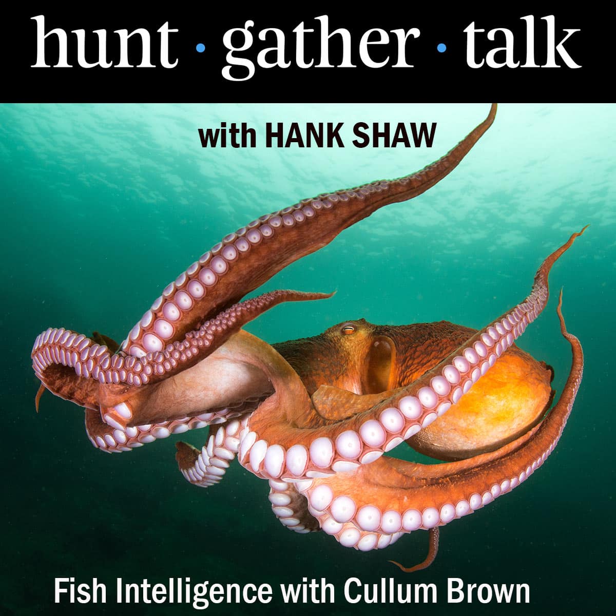 Podcast art for fish intelligence episode.